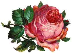 Pink Rose Botanical Illustration